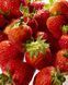 Блиск для губ Born Lippy Strawberry Jam|10ML 1047189 фото 4
